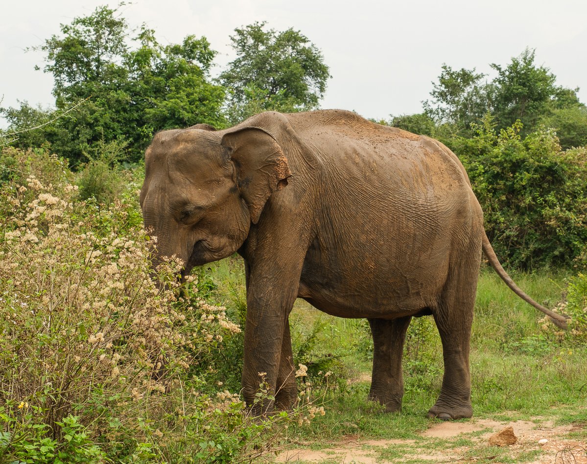 Srilanka23