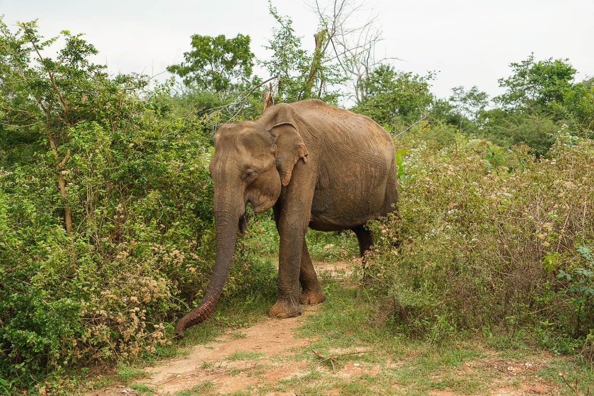 Srilanka23