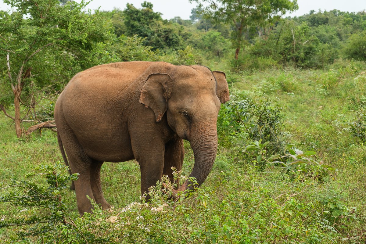 Srilanka23