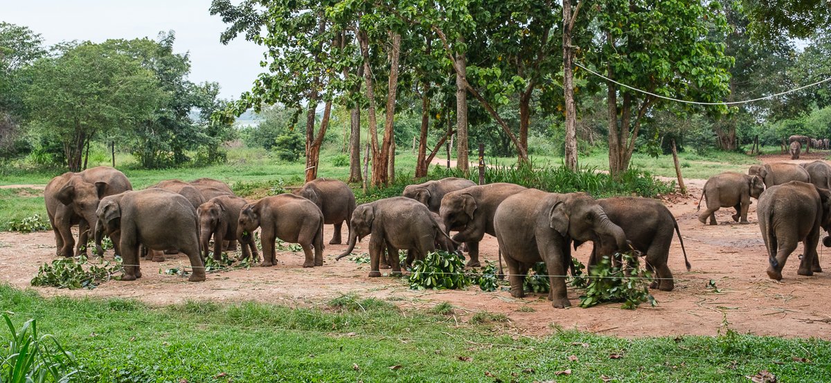 Srilanka23