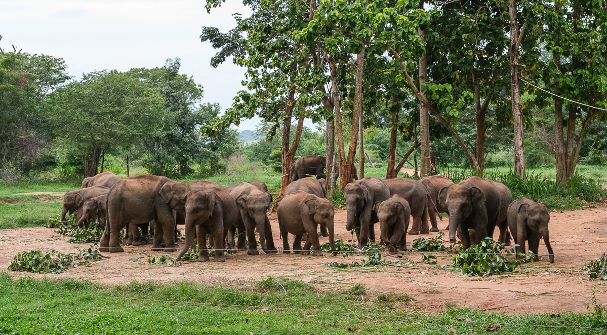 Srilanka23
