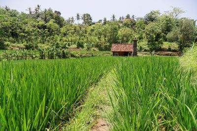 Bali