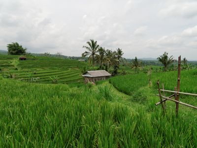 Bali