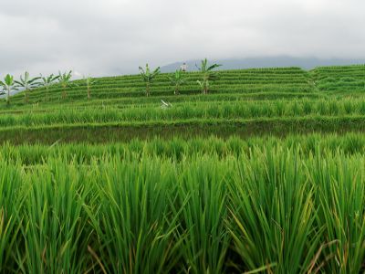 Bali
