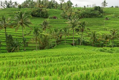 Bali