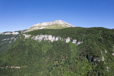 Chartreuse