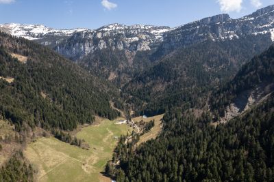 Chartreuse
