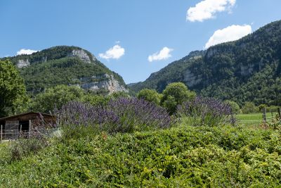 Chartreuse