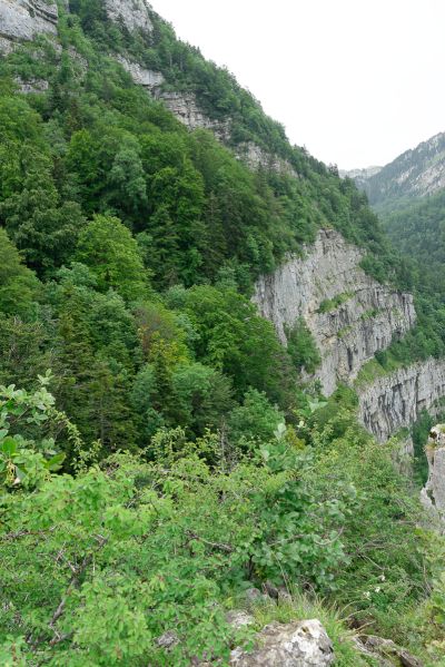 Chartreuse