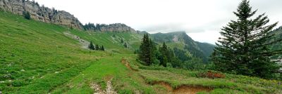 Chartreuse