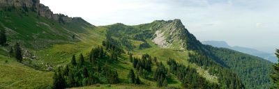 Chartreuse
