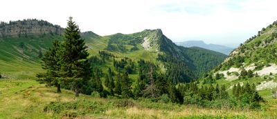 Chartreuse