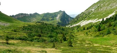 Chartreuse