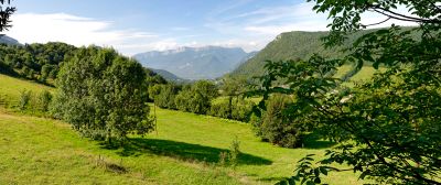 Chartreuse