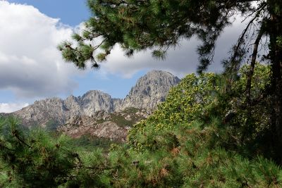 Corse