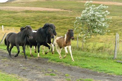 Islande