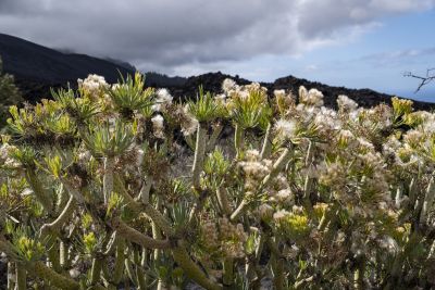 La Palma (île des canaries)