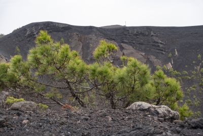 La Palma (île des canaries)