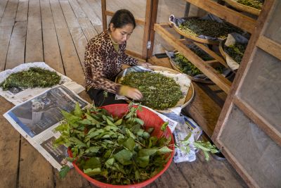 Siemp Reap