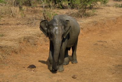 Srilanka18