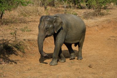 Srilanka18
