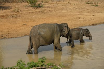 Srilanka18
