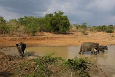 Srilanka18
