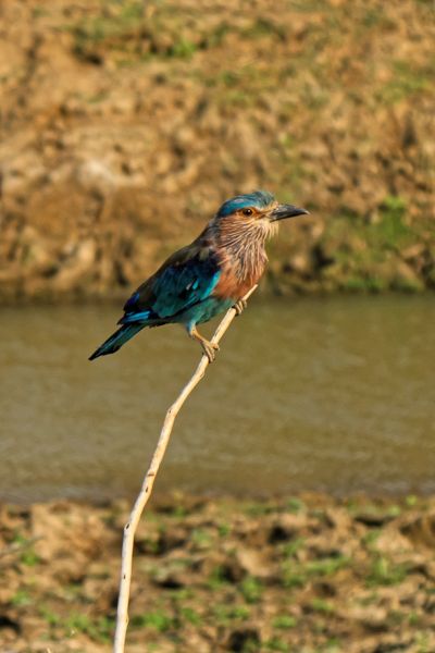 Srilanka18