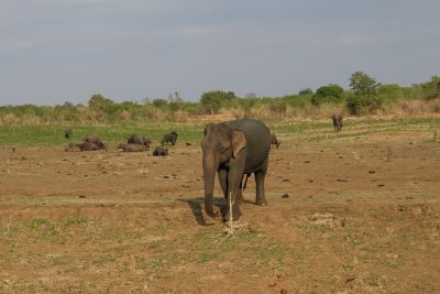 Srilanka18