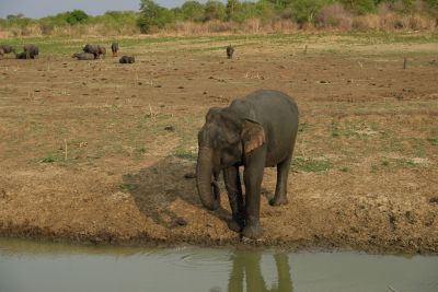 Srilanka18