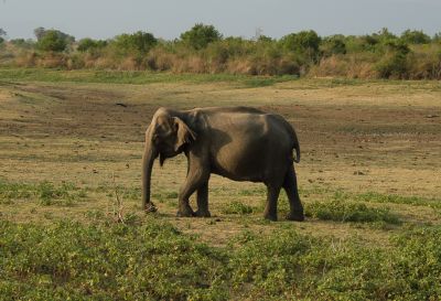 Srilanka18
