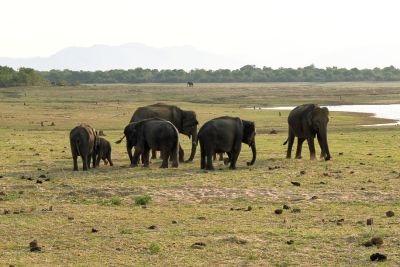 Srilanka18