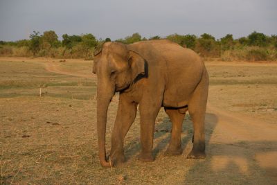 Srilanka18