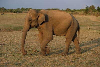 Srilanka18
