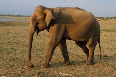 Srilanka18