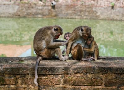 Srilanka23