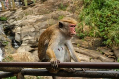 Srilanka23