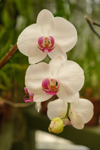 Srilanka23
