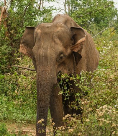 Srilanka23