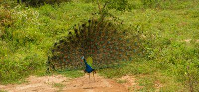Srilanka23