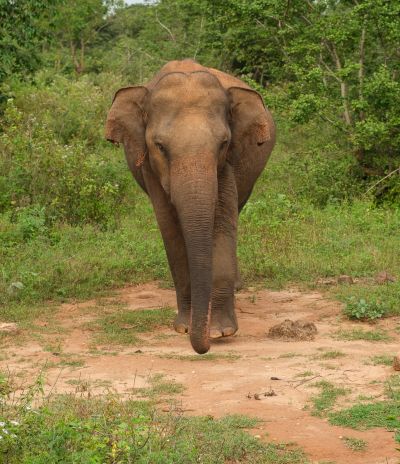 Srilanka23