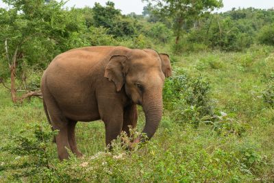 Srilanka23
