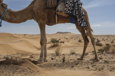 Tunisie: Tembaïne