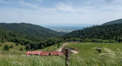 Vosges