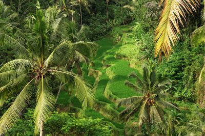 Bali