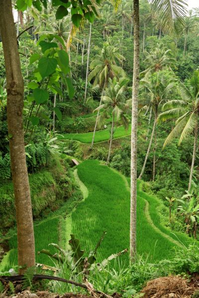 Bali