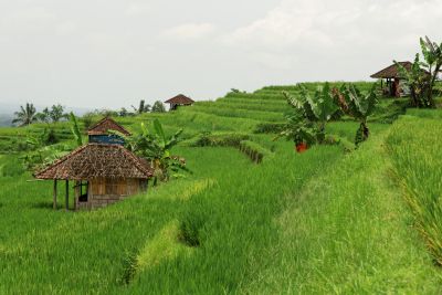Bali