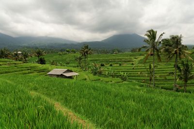 Bali