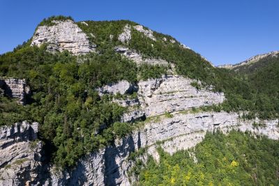 Chartreuse