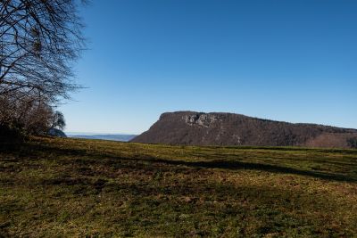 Chartreuse